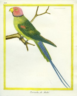 La Perruche de Mahé
