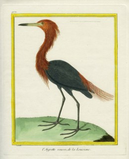L'Aigrette rousse de la Louisiane