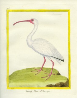 Le Courlis Blanc d'Amérique