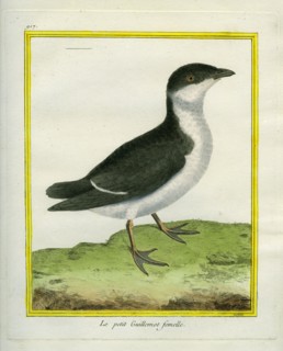 Female Guillemot