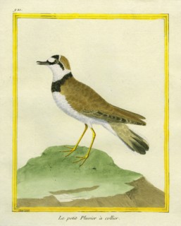 Le petit Pluvier à collier