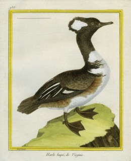 Red-breasted Merganser