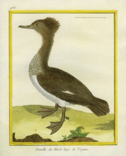 Female Red-breasted Merganser