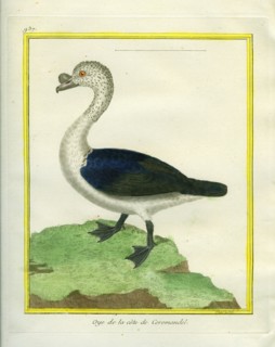 Black-backed Goose