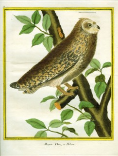 Long-eared Owl