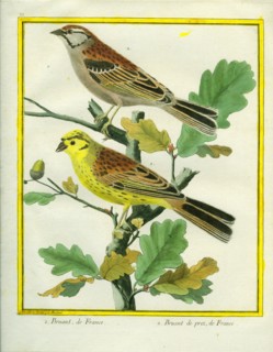 Yellowhammer and Savannah Sparrow
