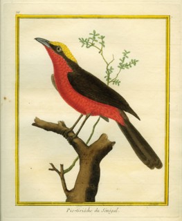 Yellow-crowned Gonolek