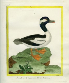 The Lousiana Teal, known as the Religious Teal