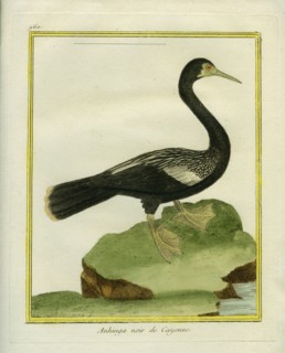 L'Anhinga noir de Cayenne
