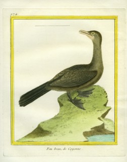 Brown Booby