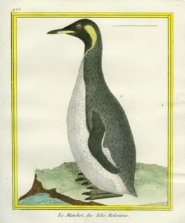 Le Manchot des Îles Malouines