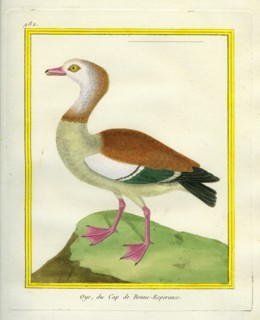 Egyptian Goose