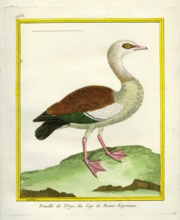 Female Egyptian Goose