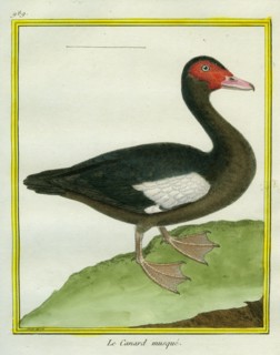 Le Canard musqué