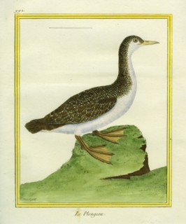 Yellow-billed Loon