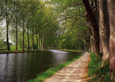 Castelnaudary, row of plane trees