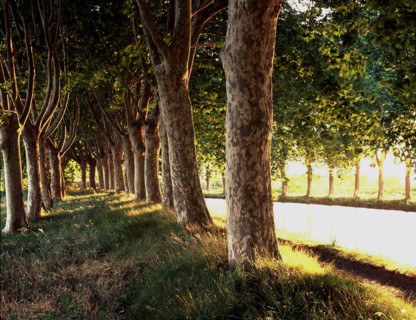 Ventenac-en-Minervois, row of plane trees