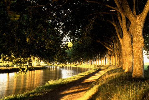 Ventenac-en-Minervois, row of plane trees