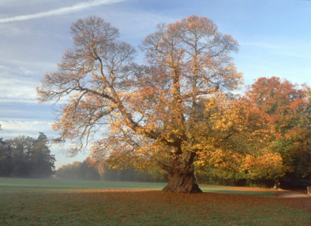 Park of the Château de la Chanterie