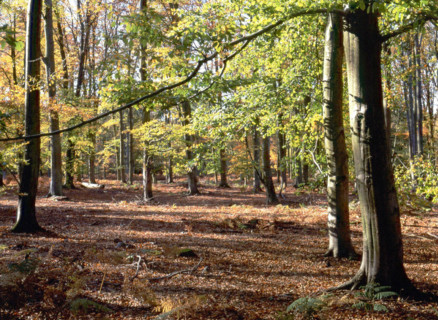 Bois de Montlognon, parcelle 238