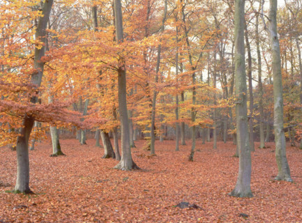 Forêt d'Ermenonville, view from the D126 road towards parcelle (plot) 107