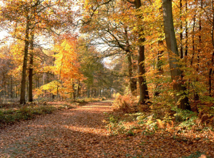 Forêt d'Ermenonville,  Prince Faustrat road towards the Southwest