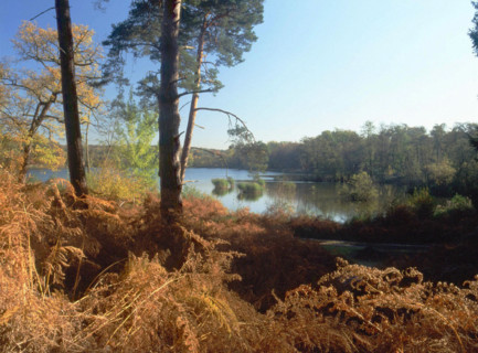Forêt d'Ermenonville, the desert, pond seen from the West