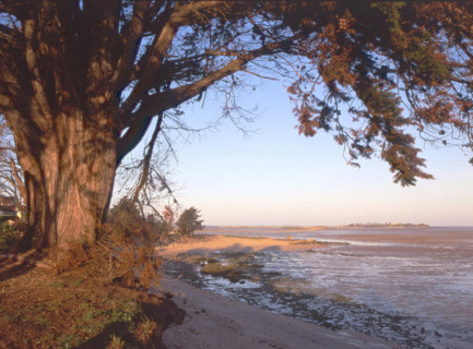 View of the shore of Port des Barques towards the island
