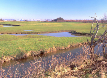 View from the southern point of the southern road towards the marshes and Fouras