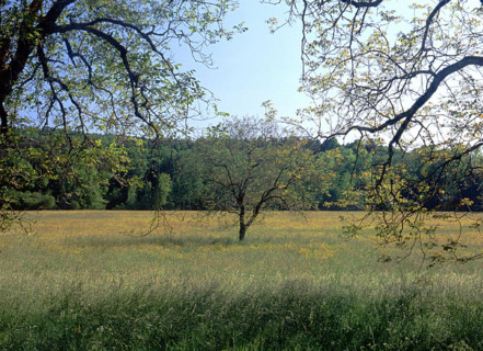 Vue de la côte en direction de Chambon, noyers et champs
