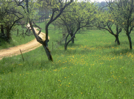 Cherry-plum trees and the Calvary path at Le Haut des Vignes