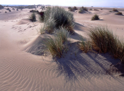 Environs of Espiguette lighthouse