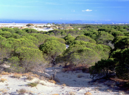 Environs of Espiguette lighthouse