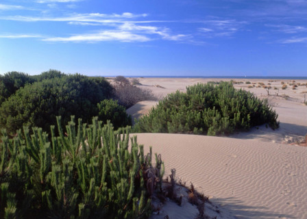 Environs of Espiguette lighthouse
