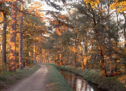 Sector on the outskirts of Revel, plantation of Scotch firs
