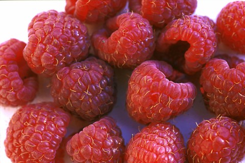 Framboises, gros plan