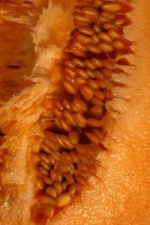 Chair d'un melon, gros plan