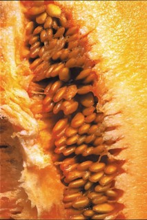 Chair d'un melon, gros plan