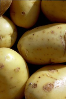 Pommes de terre, gros plan