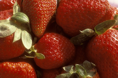 Fraises