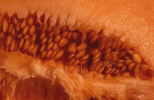 Melon