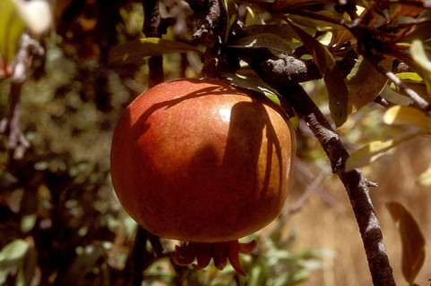 Pomme