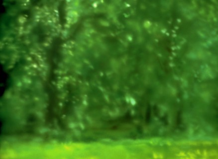 Painted canvas tarp. Vegetation