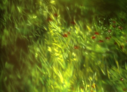Painted canvas tarp. Vegetation