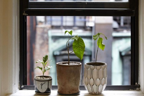 Plants used for the ayahuasca