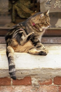 Chat de Venise