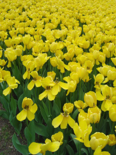 New-York (USA), Manhattan, Central Park, printemps, tulipes jaunes