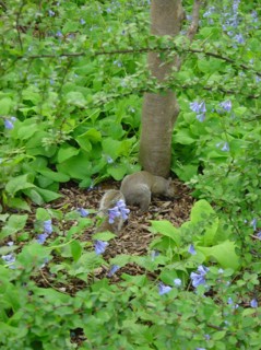 A squirrel in Central Park in New York