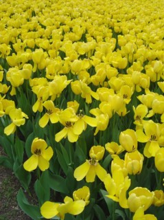 Yellow tulips of Central Park in spring, New York