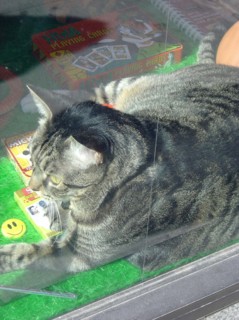 Cat in a store window in New York